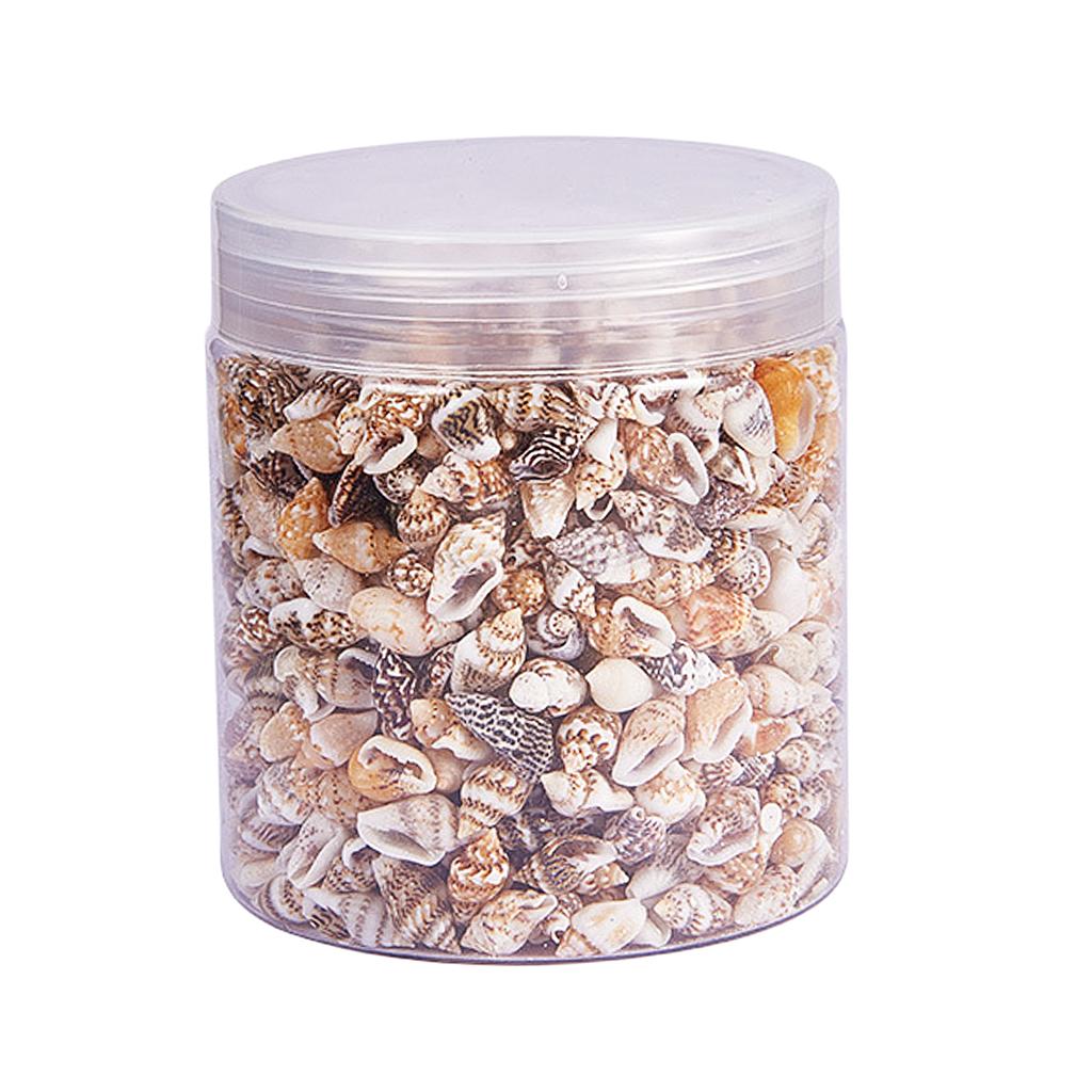 Jewelry Making Event - Natural Seashells Box Vibrant Small Shells