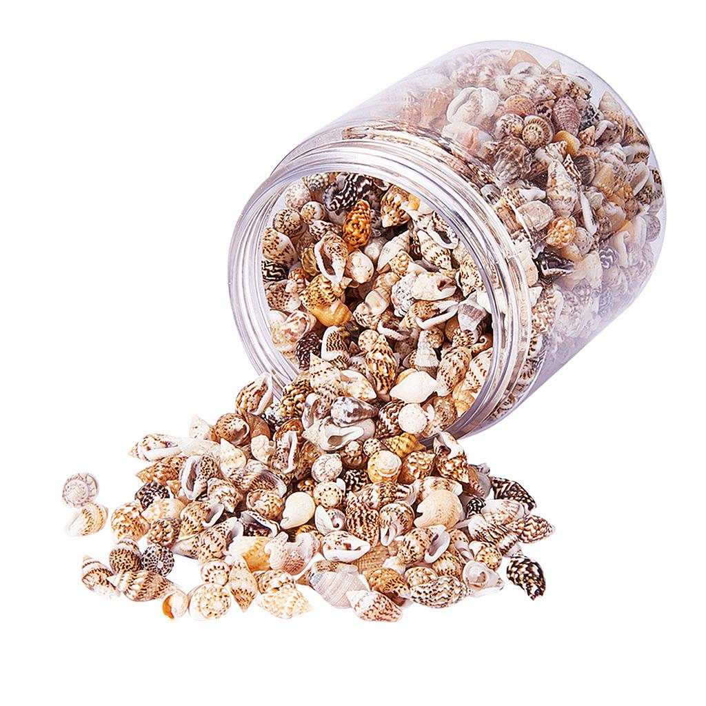 Natural Seashells Box Vibrant  - Jewelry Making Event avis et prix