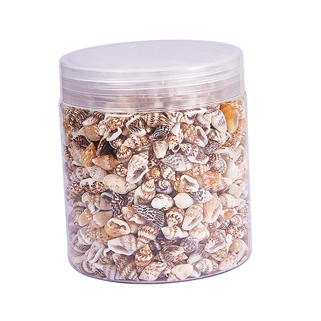 Natural Seashells Box Vibrant  - Jewelry Making Event avis et prix