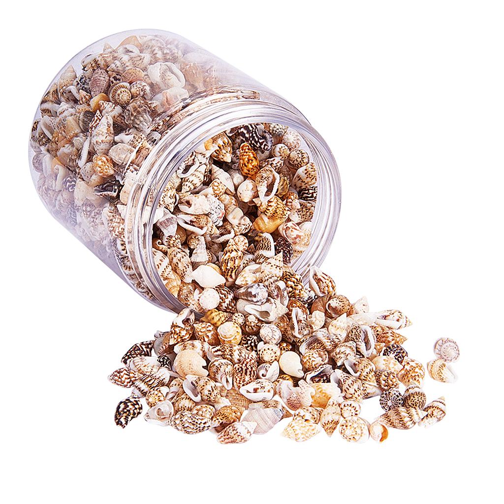 Natural Seashells Box Vibrant  - Jewelry Making Event avis et prix